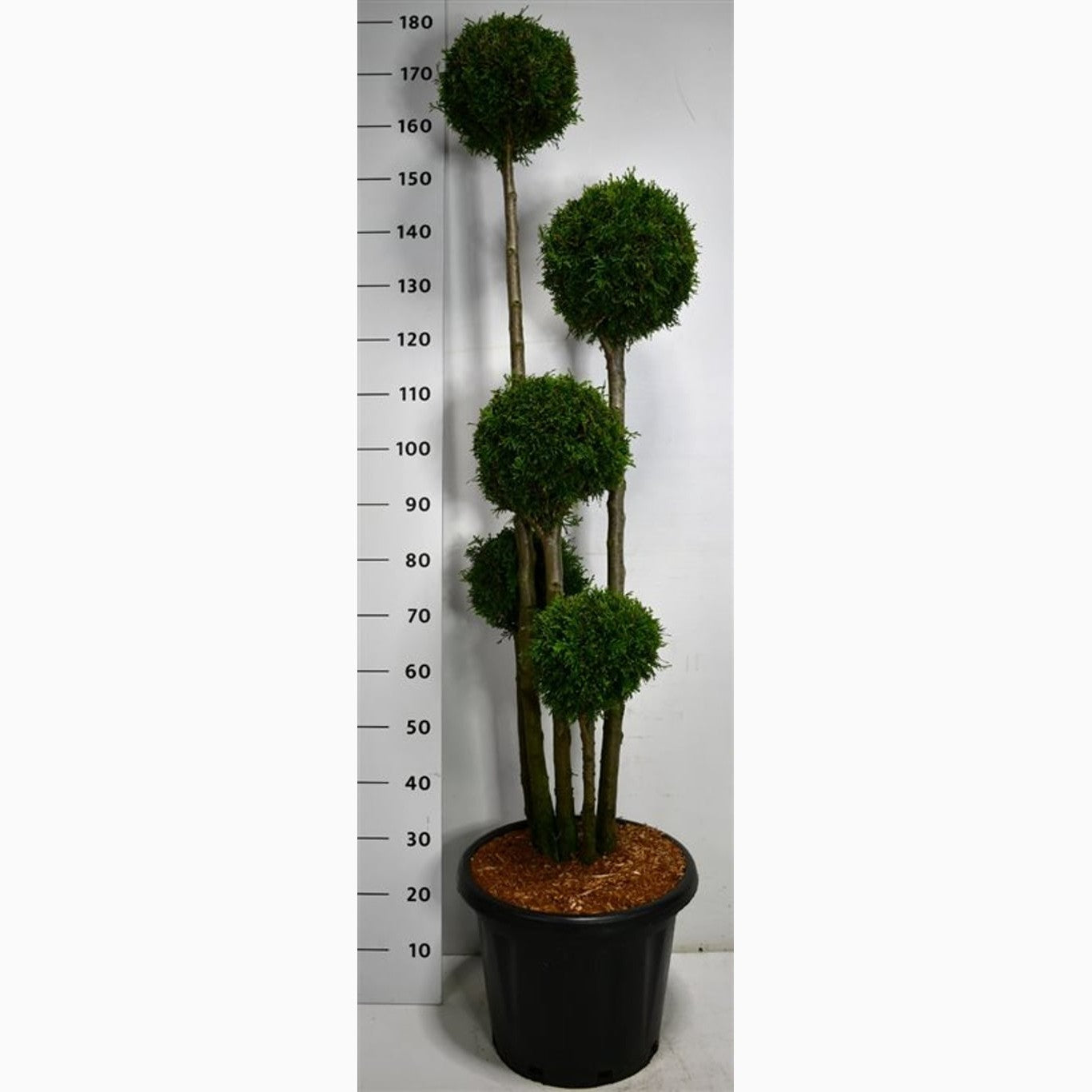 Thuja – Thuja occidentalis 'Smaragd' - 125-150 CM PonPon Cont.